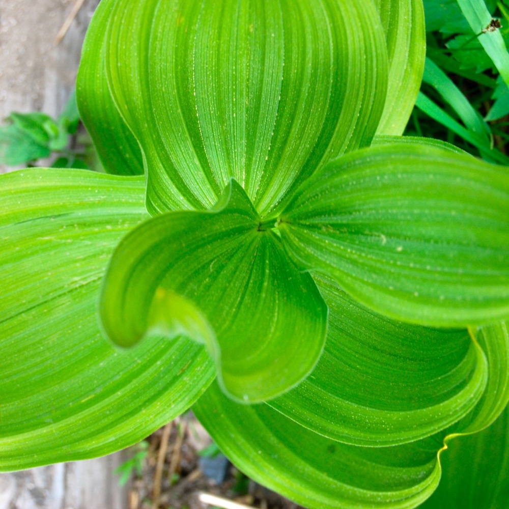 Meet your Posher, Meagan